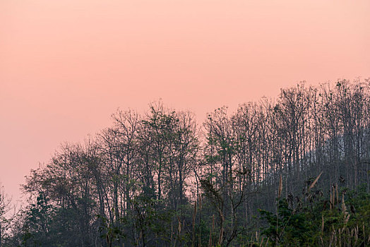 晨曦中的老挝森林