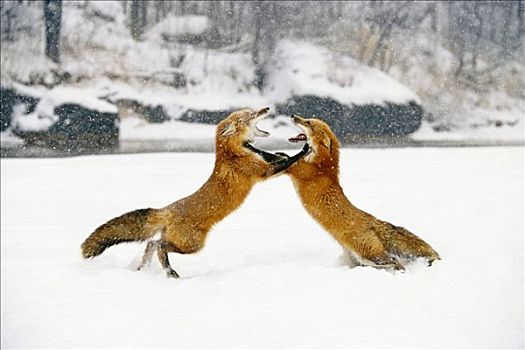 两个,俘获,红狐,打闹,冬天
