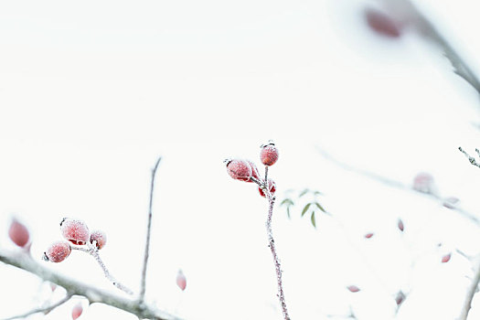 野玫瑰果,灌木,冬天