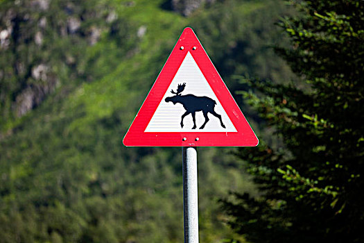 麋鹿,警告,标识,路边,道路,罗弗敦群岛,岛屿,挪威,斯堪的纳维亚,欧洲