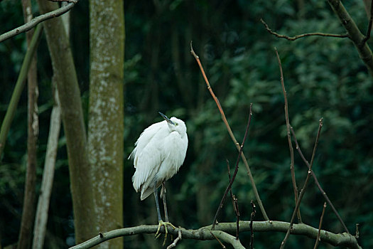 水鸟白鹭