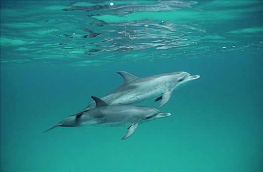 大西洋点斑原海豚,花斑原海豚,水下,一对,巴哈马