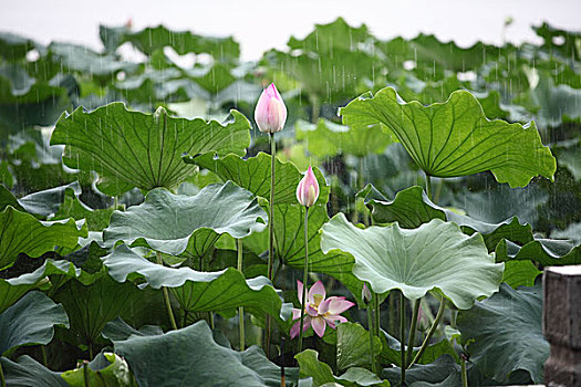 雨中西湖