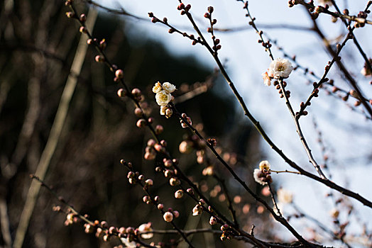 梅花