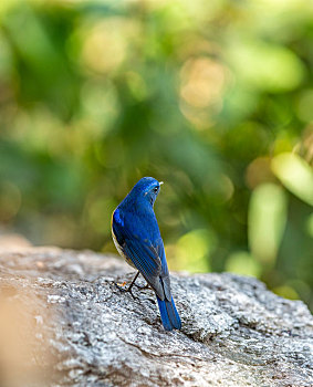 生性活泼好动的蓝眉林鸲鸟