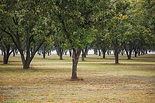 山核桃,小树林,秋天,英格兰,阿肯色州,美国