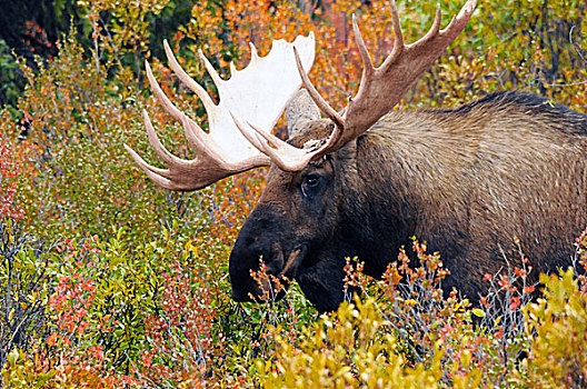 驼鹿,进食,德纳里峰国家公园,阿拉斯加,美国