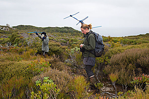 研究人员,追踪,鸟,无线电,鳕鱼,岛屿,新西兰