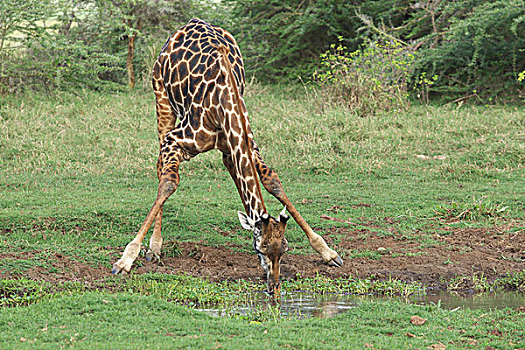 马萨伊,长颈鹿,曼雅拉湖国家公园,坦桑尼亚,非洲