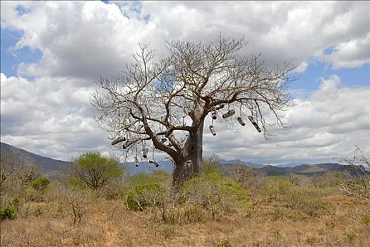 猴面包树,悬挂,蜂巢,大草原,坦桑尼亚