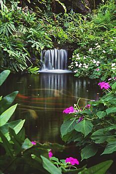 夏威夷,瓦胡岛,北岸,威美亚,瀑布,公园,热带,花