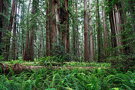 红杉,北美红杉,巨杉,加利福尼亚,海岸,美国