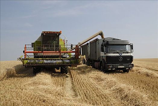 粮食收获,联合收割机,卸载,谷物,卡车,拖车