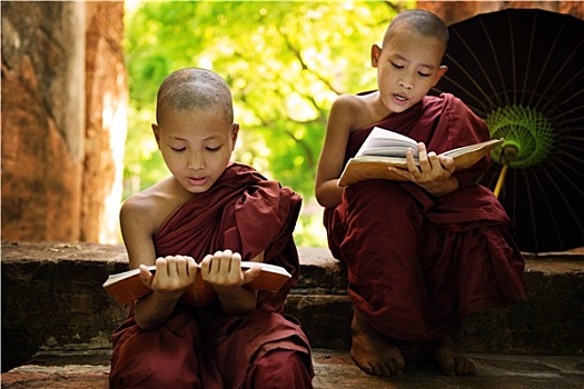 缅甸,小,僧侣,读,书本,户外,寺院
