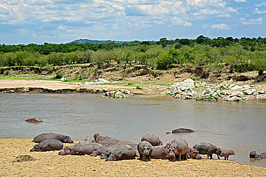 河马,马拉河,塞伦盖蒂国家公园,坦桑尼亚