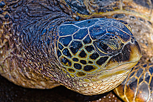 特写,绿海龟,龟类,毛伊岛,夏威夷,美国