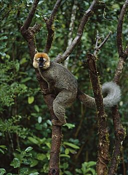 褐色,狐猴,马达加斯加