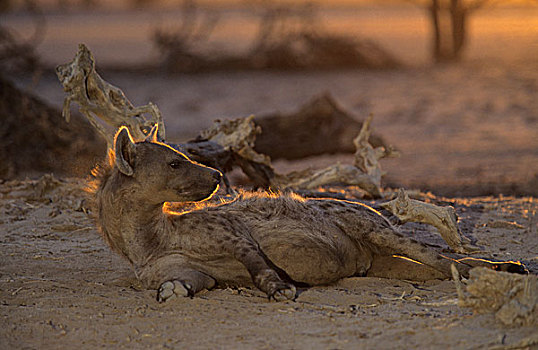 斑鬣狗,卡拉哈迪大羚羊国家公园,卡拉哈里沙漠,南非,非洲