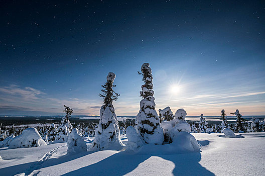 夜景,星空,冬天,积雪,松树,松属,国家公园,拉普兰,芬兰,欧洲