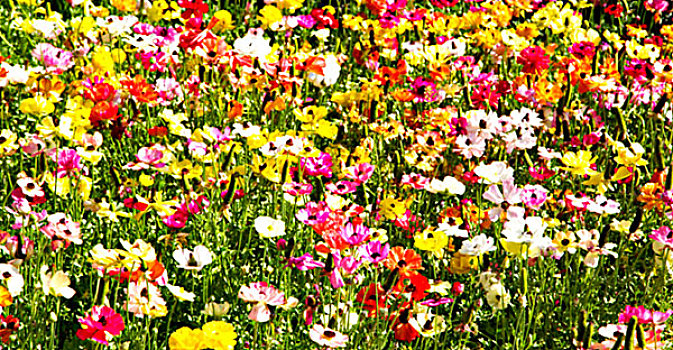 模糊,春天,彩色,花,花园