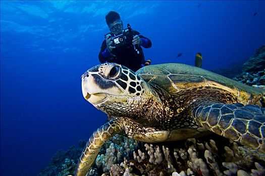 夏威夷,绿海龟,龟类,珊瑚,礁石,潜水者