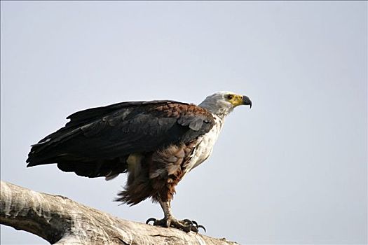 非洲鱼鹰,吼海雕,乔贝,河,乔贝国家公园,博茨瓦纳,非洲