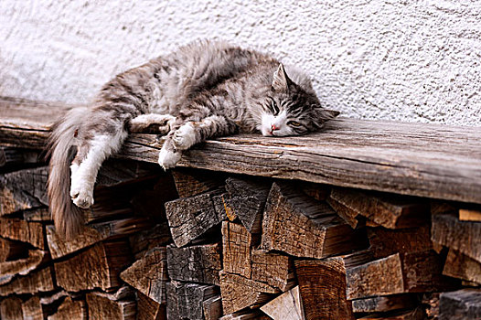 猫,卧,炉边,长椅,木柴,看,看镜头