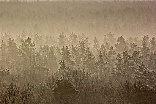 风景,树林,冬天
