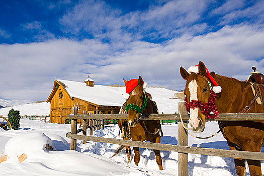 马,装饰,圣诞装饰,牧场,科罗拉多,落基山脉,冬天