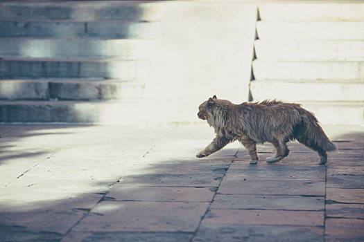 寺庙中奔跑的猫