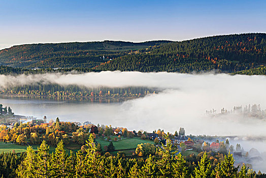雾,黑森林,巴登符腾堡,德国