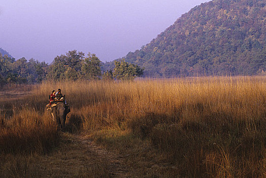 印度,班德哈维夫国家公园,游客,大象