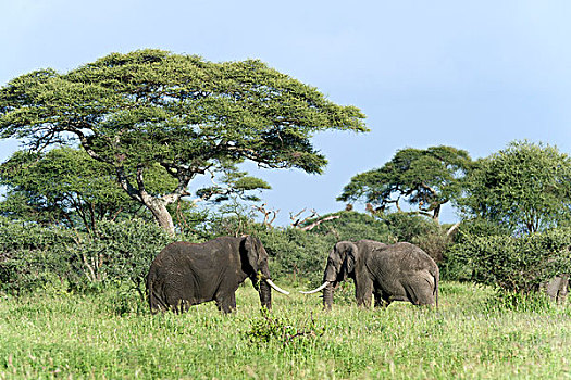 非洲象,雄性动物,塔兰吉雷国家公园,坦桑尼亚,非洲