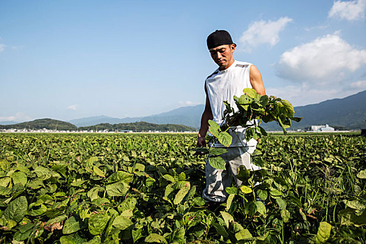 日本人,农民,站立,地点,拿着,大豆,农作物