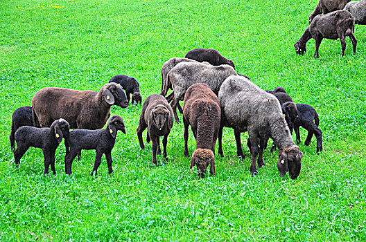 绵羊,草地,褐色,羊群