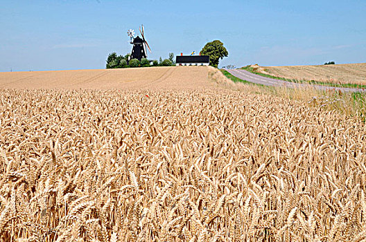 地点,小麦,风车,地平线,瑞典,欧洲