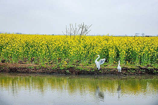 江苏省泰州市兴化市千垛景区油菜花垛田上的白鹭雕塑