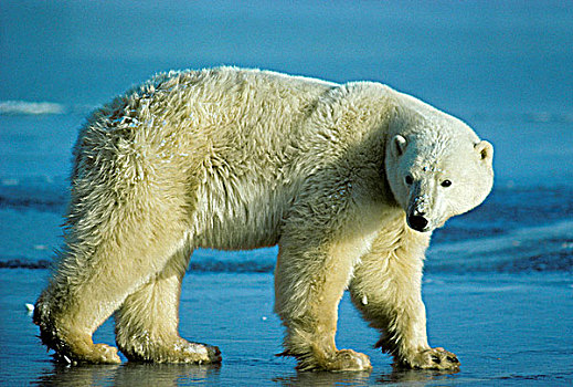 成年,北极熊,西部,哈得逊湾