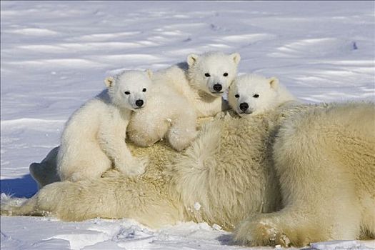 北极熊,3-4岁,老,幼兽,母亲,研究人员,脆弱,瓦普斯克国家公园,曼尼托巴,加拿大