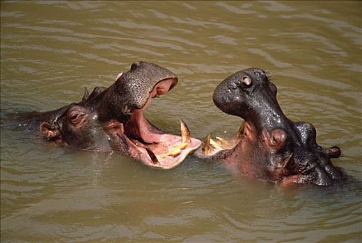 河马,一对,争斗,水中,马赛马拉国家保护区,肯尼亚