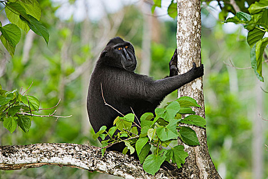 黑色,短尾猿,弥猴属,强势,坐,树上,苏拉威西岛,印度尼西亚