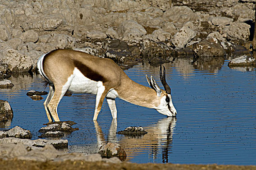 跳羚,水坑,埃托沙国家公园,纳米比亚,非洲
