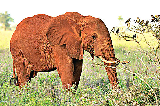 非洲象,雄性动物,早晨,亮光,色彩,红土,查沃,西部,肯尼亚,非洲