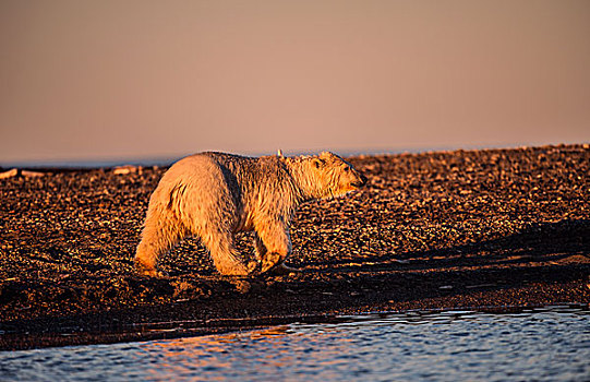 北极熊,夜光,砾石,岛屿,冰岛,波弗特,海洋,阿拉斯加,美国