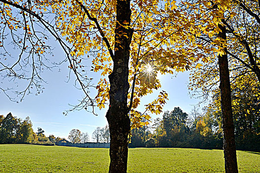 挪威槭,挪威枫,树,风景,秋天