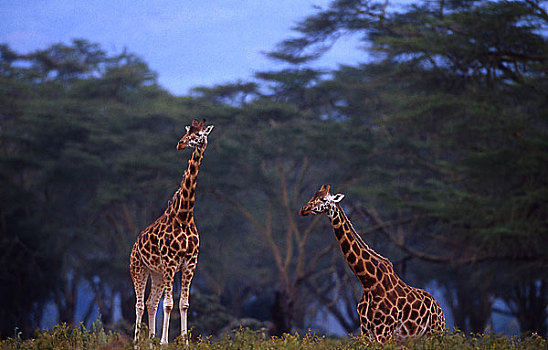 照片,两个,长颈鹿,肯尼亚,非洲