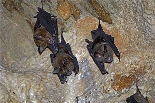 马蹄蝙蝠,国家公园,泰国