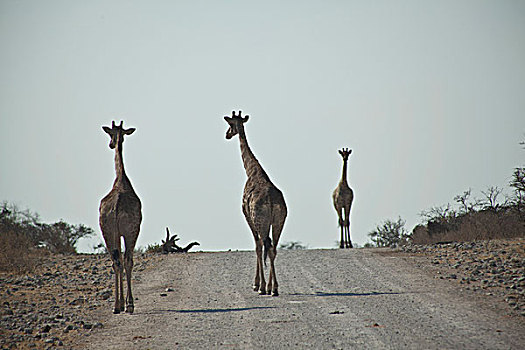 风景,埃托沙国家公园,纳米比亚,航拍