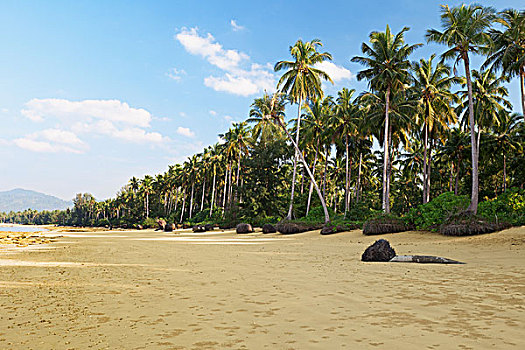 热带,风景,棕榈树