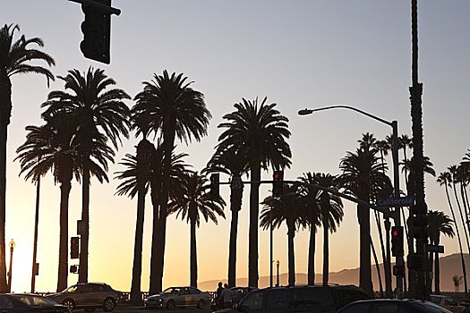剪影,棕榈树,大道,加利福尼亚,美国